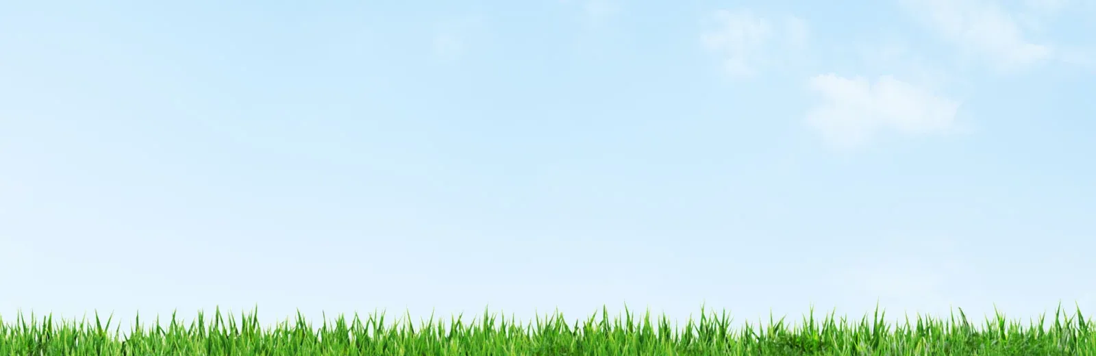 Grass and sky background