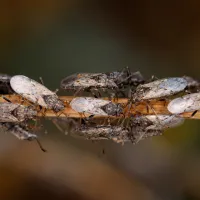 close up of chinch bugs on a tree branch