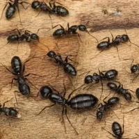 ants