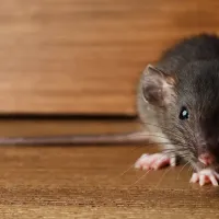 rat
