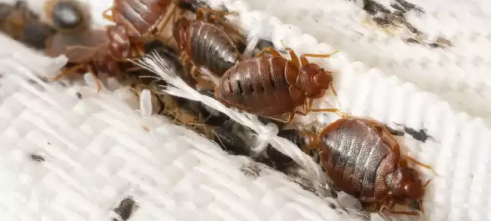 bed bugs