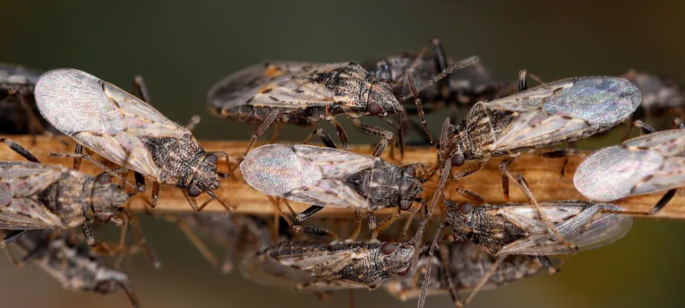 close up of chinch bugs on a tree branch