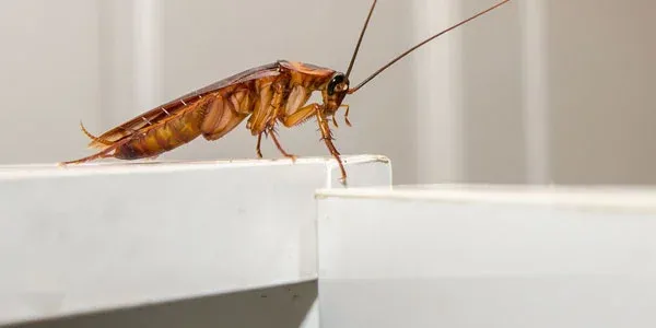 Cockroach in kitchen